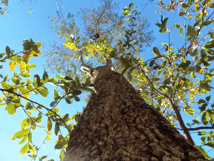 Árvore Sucupira Árvore Sucupira