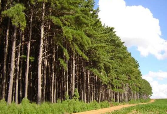 Veja O GUIA COMPLETO Da Madeira Pinus