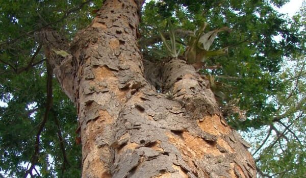 Árvore de Pau Brasil