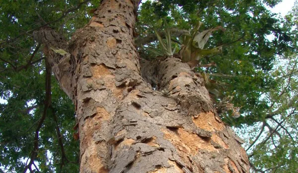 Árvore de Pau Brasil