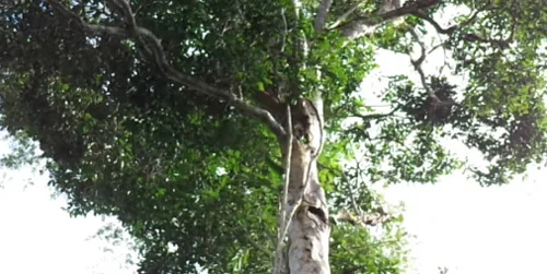 Árvore de Madeira Itaúba