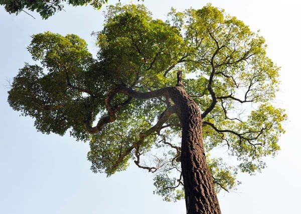 Árvore de Peroba Rosa