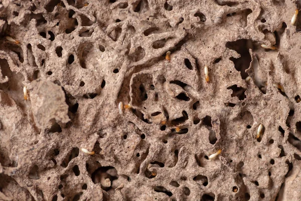 Madeira Que Não Pega Cupim