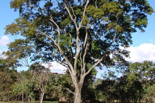 Árvore de angico Anadenanthera