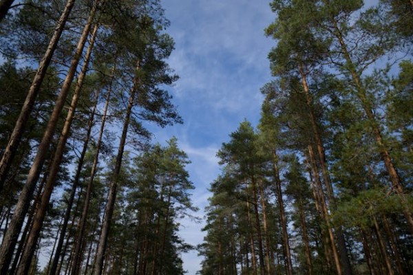 Árvore de pinus taeda