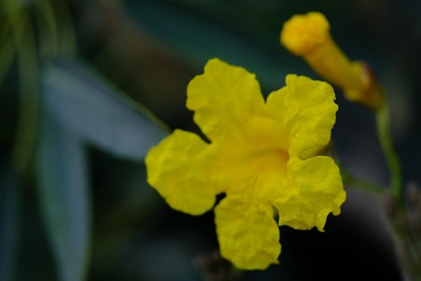 Flor de Tabebuia cassinoides