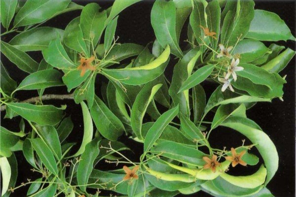 Folhas de louro freijó