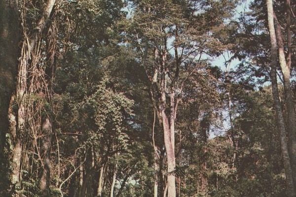 Árvore de Cabreúva