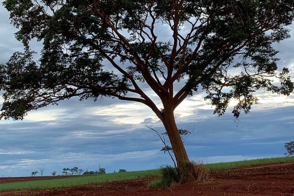 Árvore de madeira amarela Garapa Apuleia leiocarpa