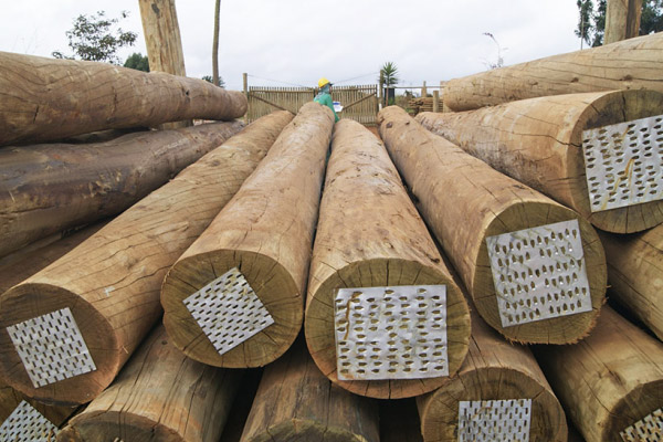 Quanto tempo dura uma construção de madeira? 