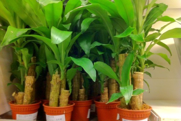 Dracaena fragrans - Madeira brasileira da sorte